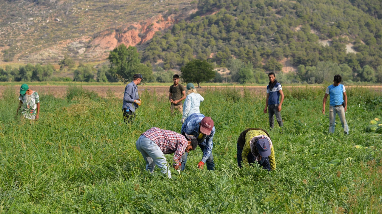 Bilecik'te karpuz hasadı başladı