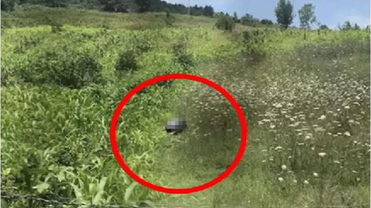 Bartın'da iğrenç olay. Tarlada köpeğe cinsel istismarda bulundu