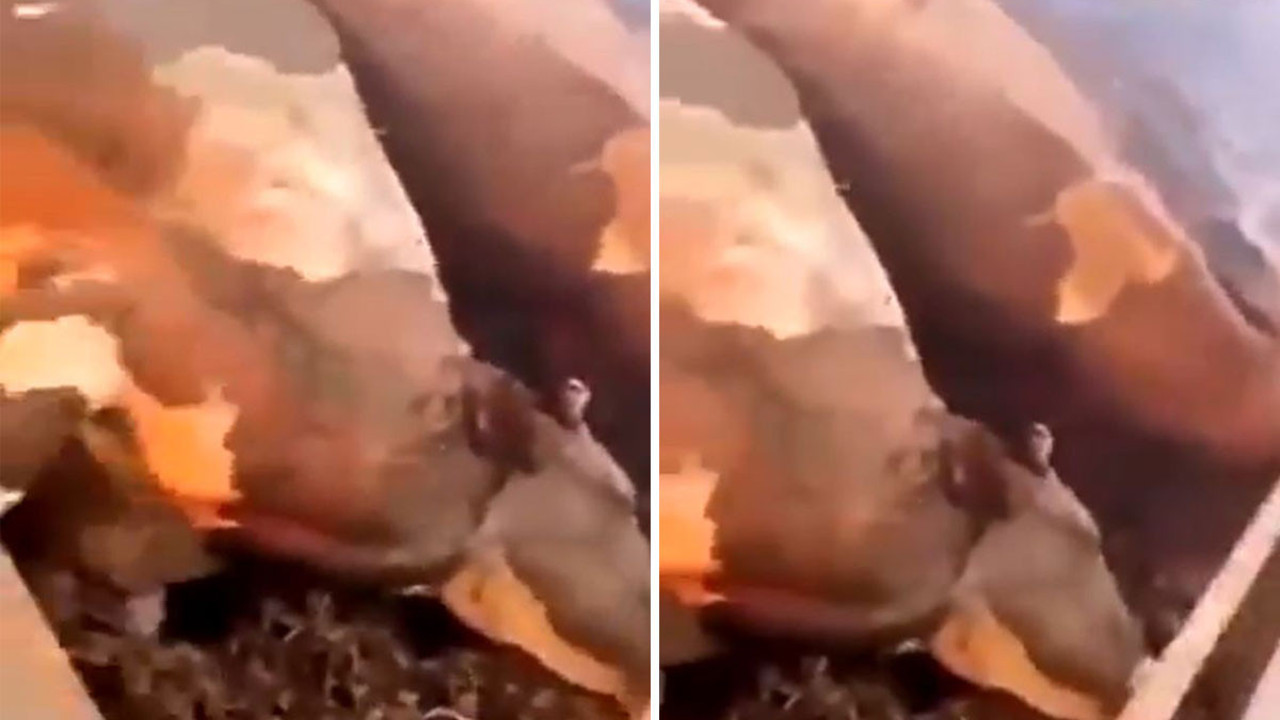 Manavgat'tan korkunç görüntüler. Yüzlerce inek yandı