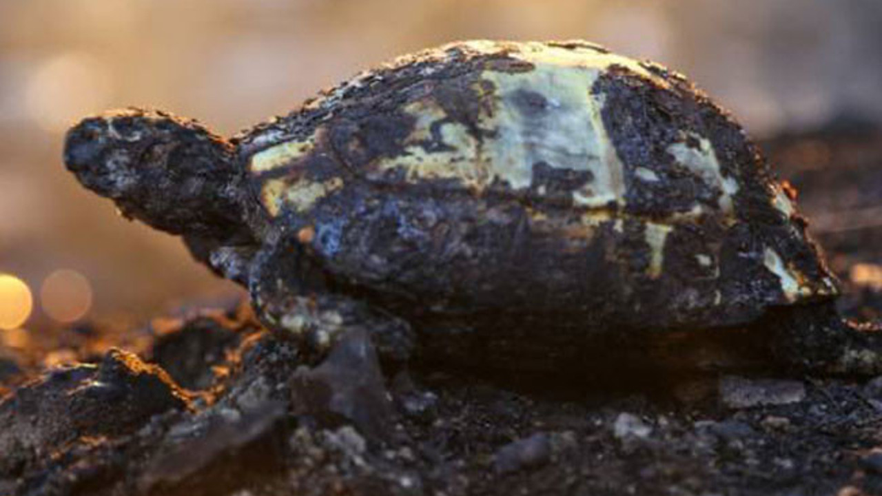 Yürekleri yakan fotoğraf geldi. Ormanları yakan eller kırılsın