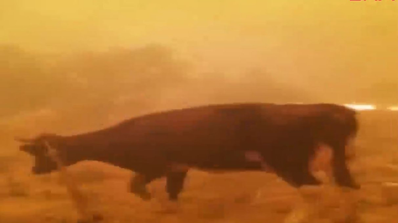 Hayvanlarıyla alevlerin ortasında kaldı. Çiftçinin feryadı yürekleri dağladı