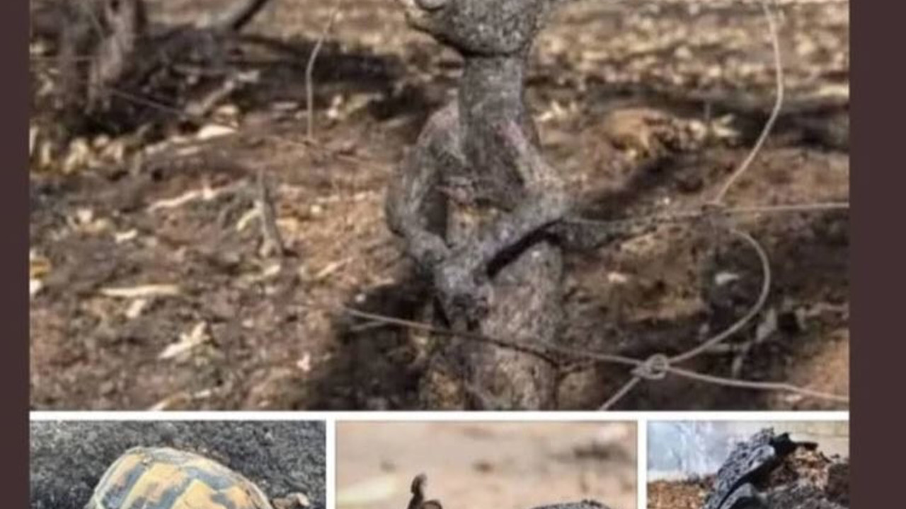 Kahrolsun ormanları yakan eller. Utanın