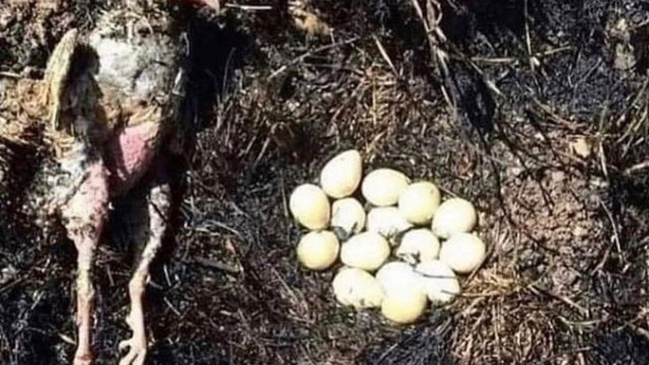 Yavrularını korumak için uçmadı. O bir can, o bir anne