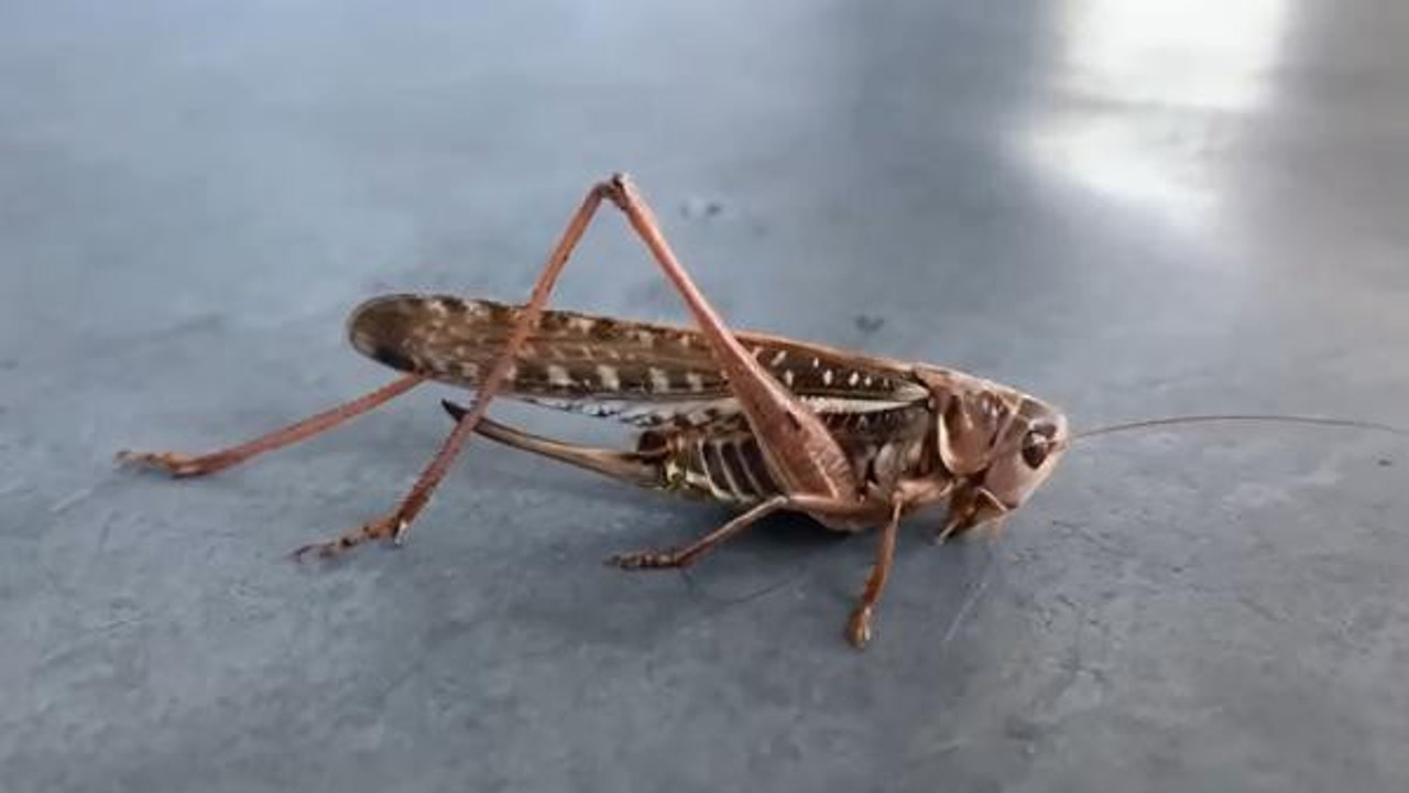 İstanbul'un iki ilçesinde alarma geçildi. Vatandaş sokağa çıkmaya korkuyor