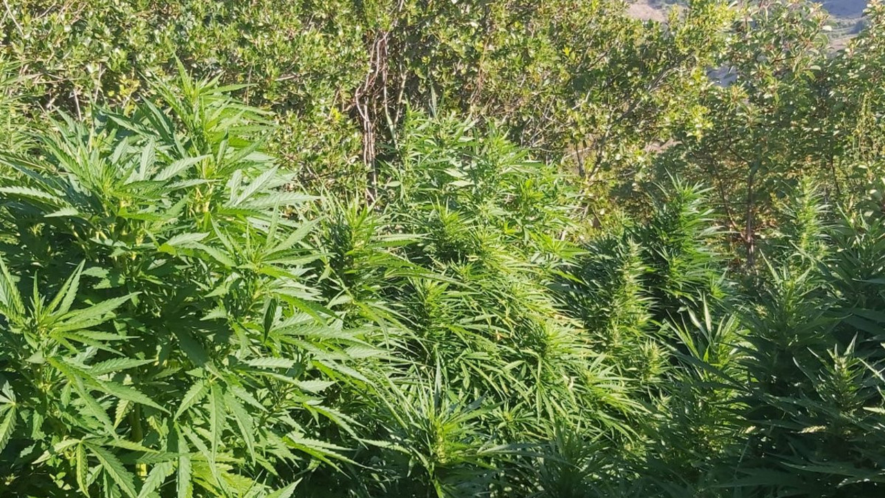 Tekirdağ'da 2 bin 617 kök Hint keneviri ele geçirildi