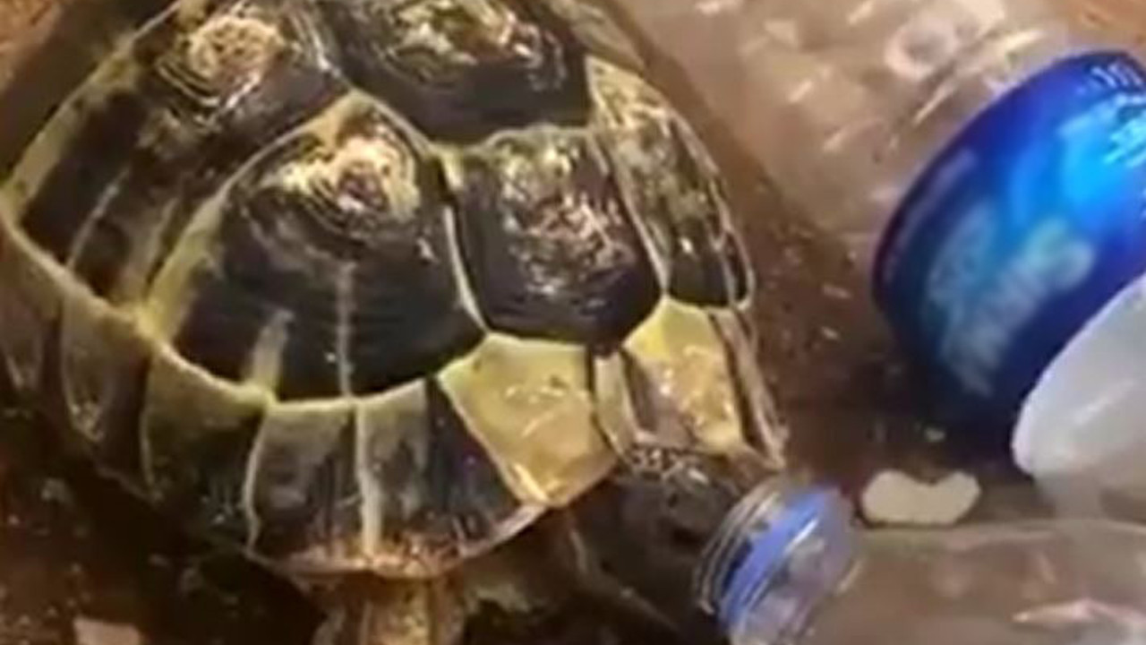 Bu haberi gözyaşları içinde okuyacaksınız. Yangından bir can daha kurtulmayı başardı