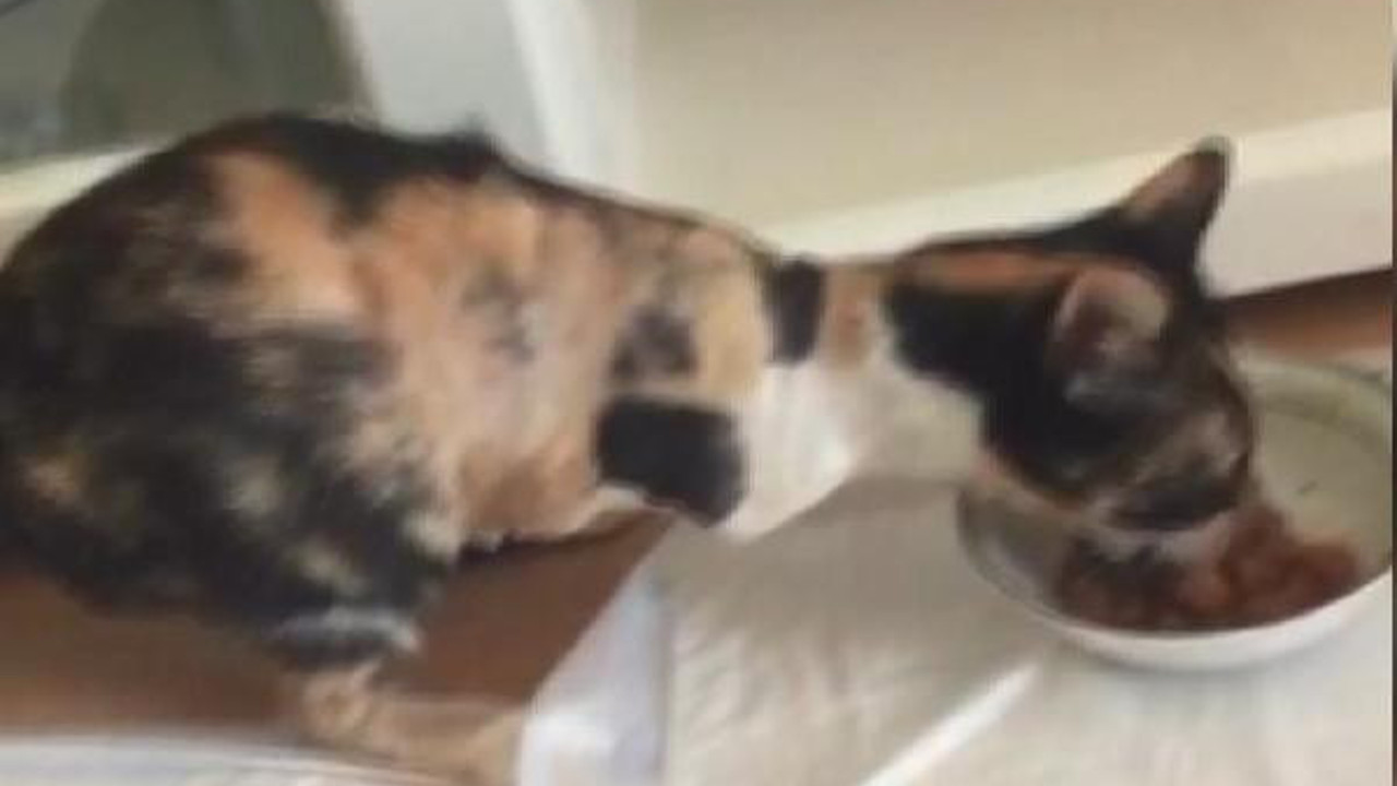 Bir kedinin bacağı diğerinin ise kuyruğunu kesmişler