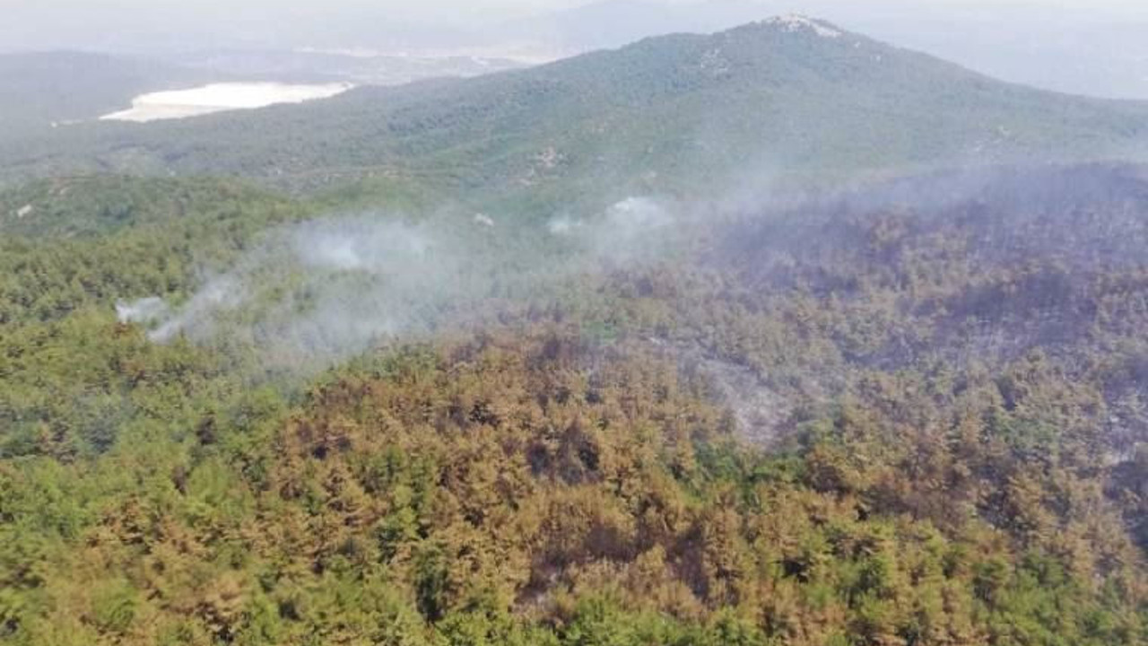 Milas'ta orman yangını yeniden başladı