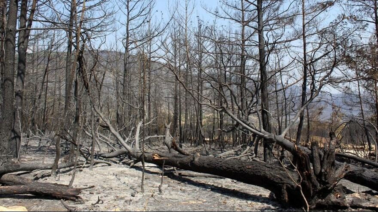 CHP'li Budak: Yangınların faturası 300 milyarı aşacak