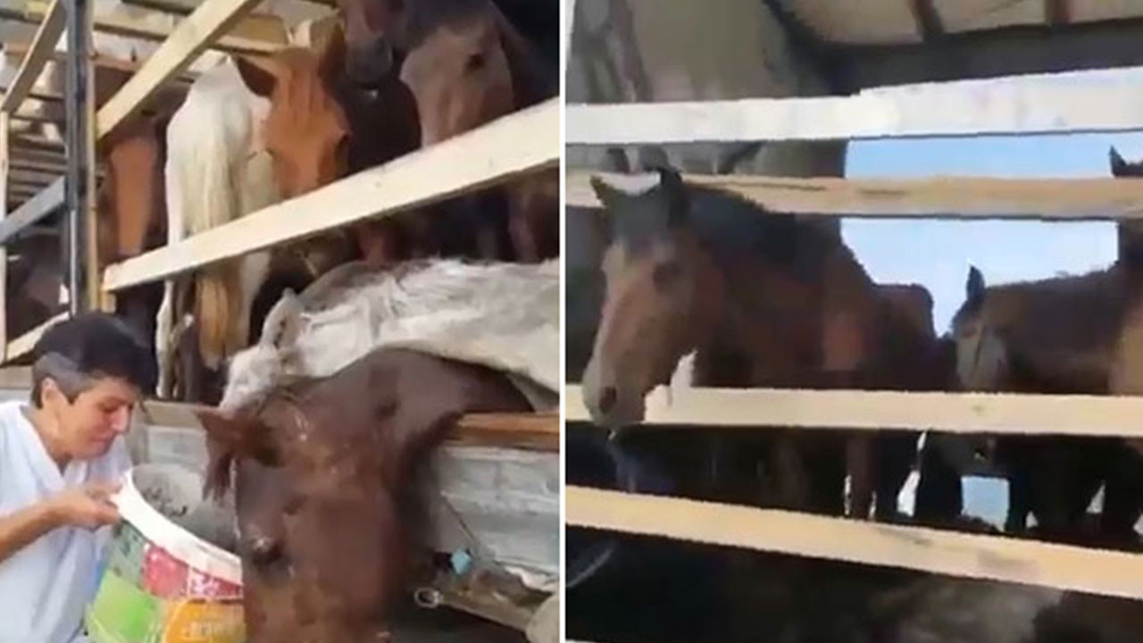 Hepsi kaderine terk edildi yine Haluk Levent yetişti