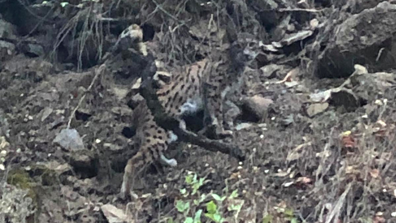Kırmızı listede yer alıyor. Ormanın hayaleti görüntülendi