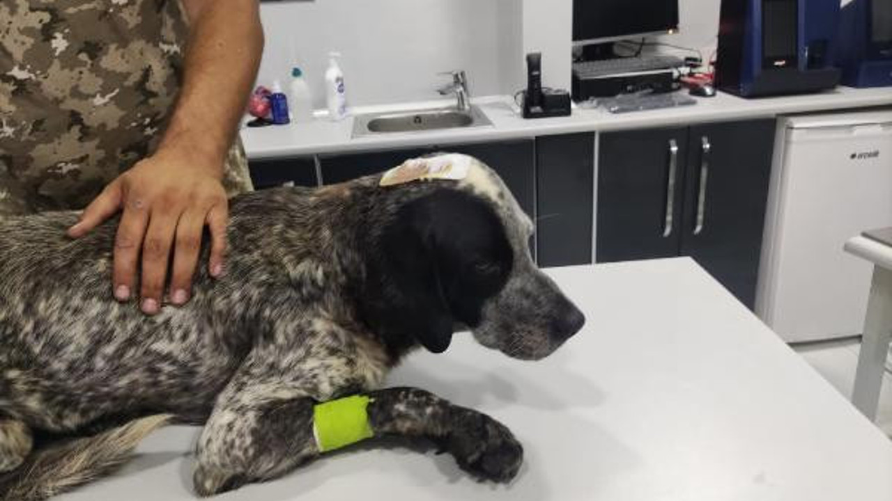 Cani adam zavallı köpeği öldüresiye dövdü