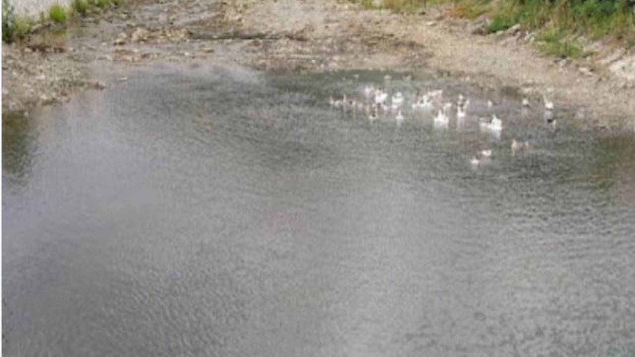 Bir yıl önce kurumaya yüz tutmuş çay Bozkurt’u nasıl yuttu