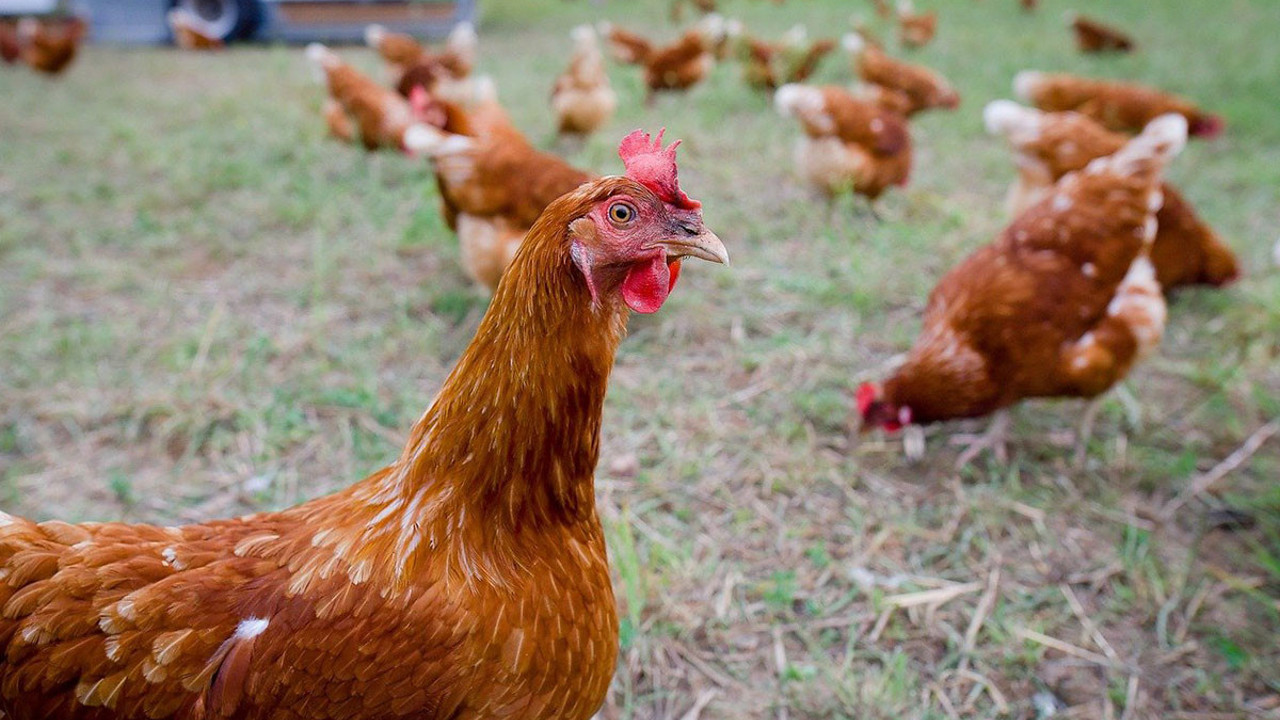 Tavuk üretimini durdular. Beyaz ete zam gelecek mi