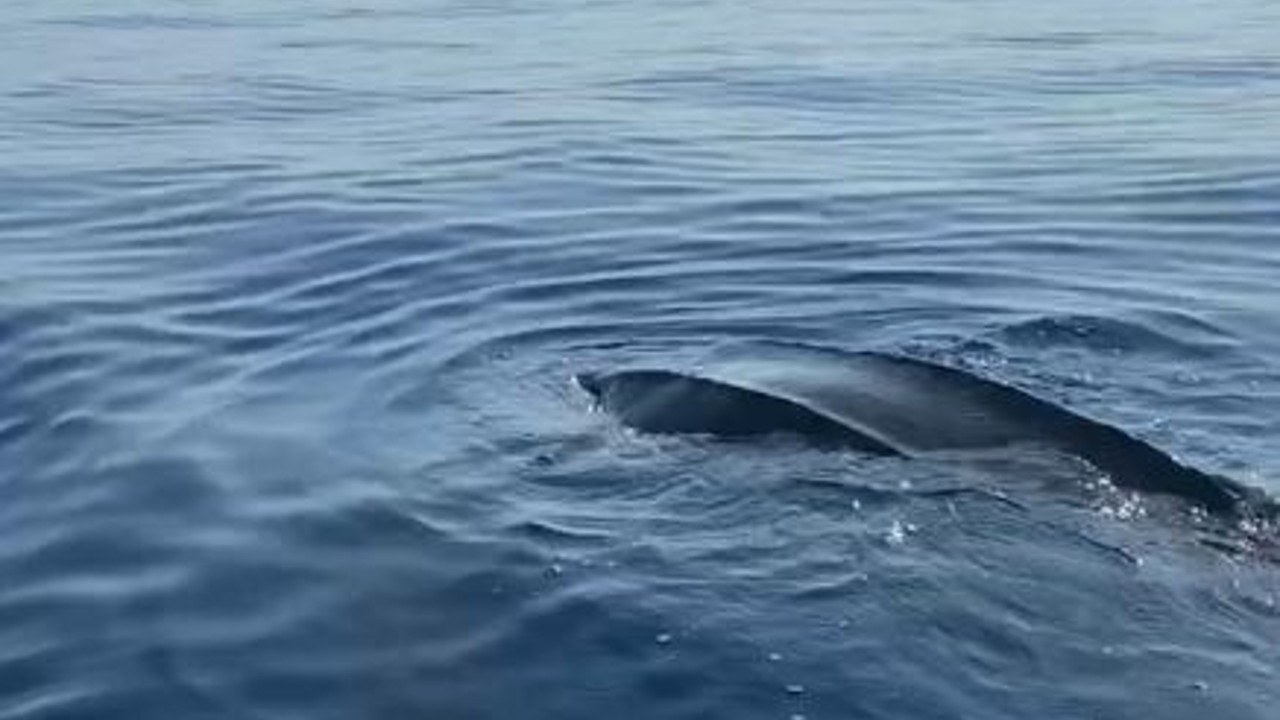 Türkiye kıyılarında ilk defa görüldü. İlk önce Yunus sandılar