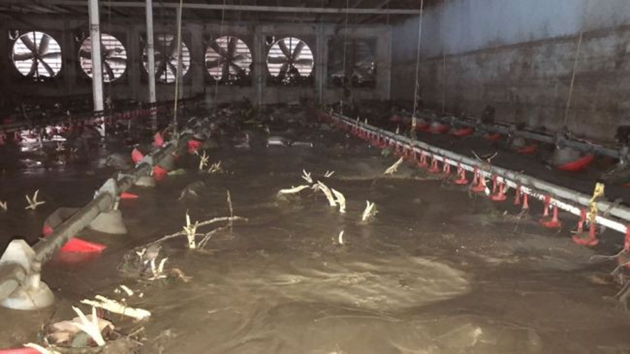 Bartın'daki selde ölen beyaz et sayısı açıklandı