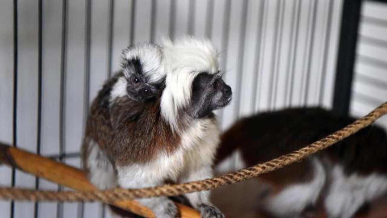 Hayvanat bahçesinden 12 maymun çalındı