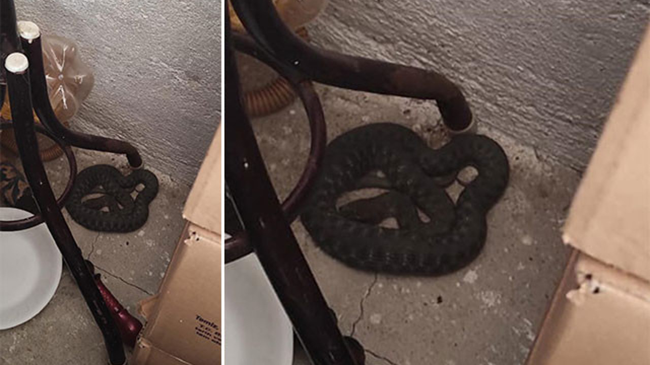 Mutfağa giren yılan çıkartıldı