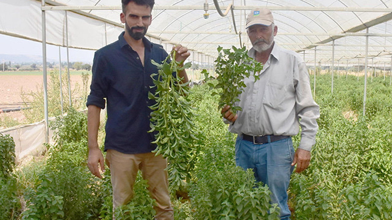 Herkes 300 kat daha tatlı bu bitkiyi ekiyor