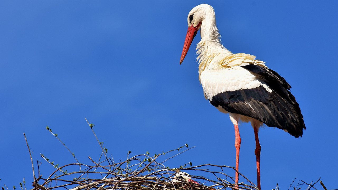 Leyleklerin erken göçünün neyin habercisi olduğu açıklandı