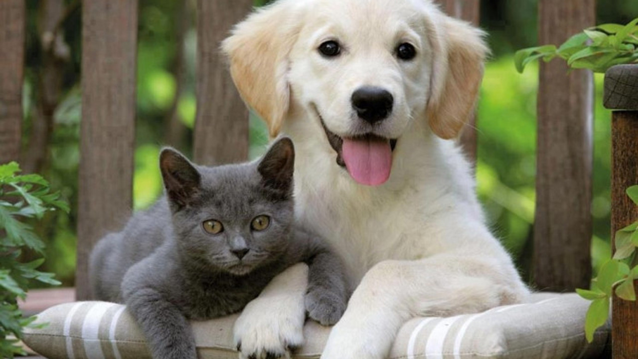 Evcil kedi ve köpeklere mikroçip taktırma zorunluluğu getirildi