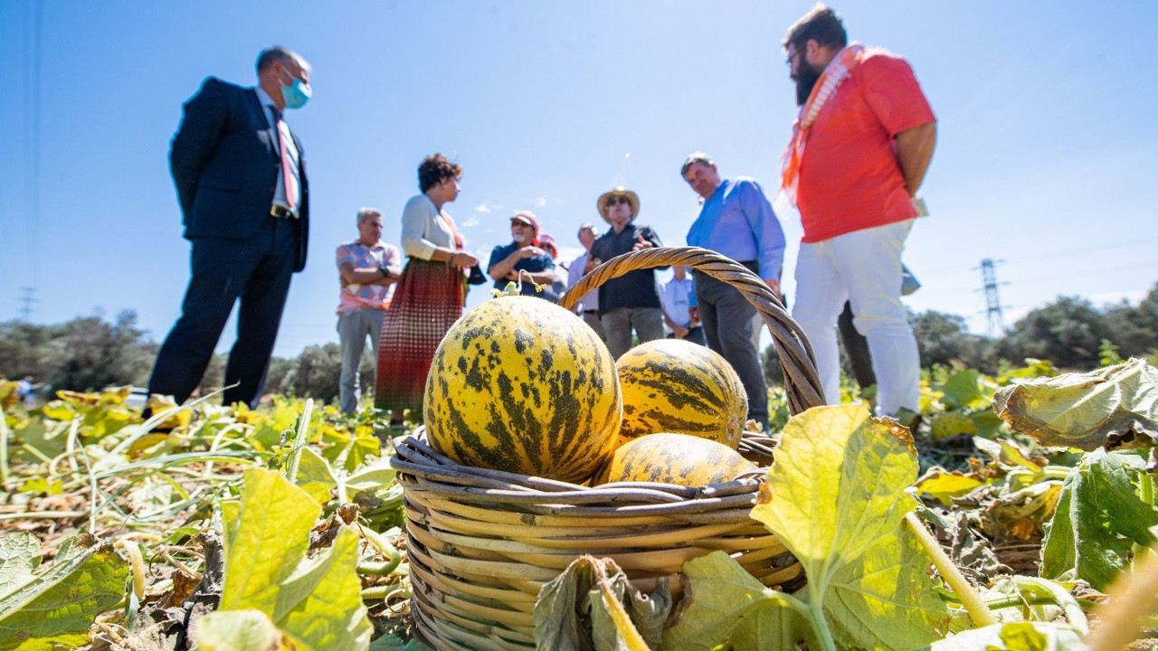 Çeşme kavunu, coğrafi işaret tescili aldı