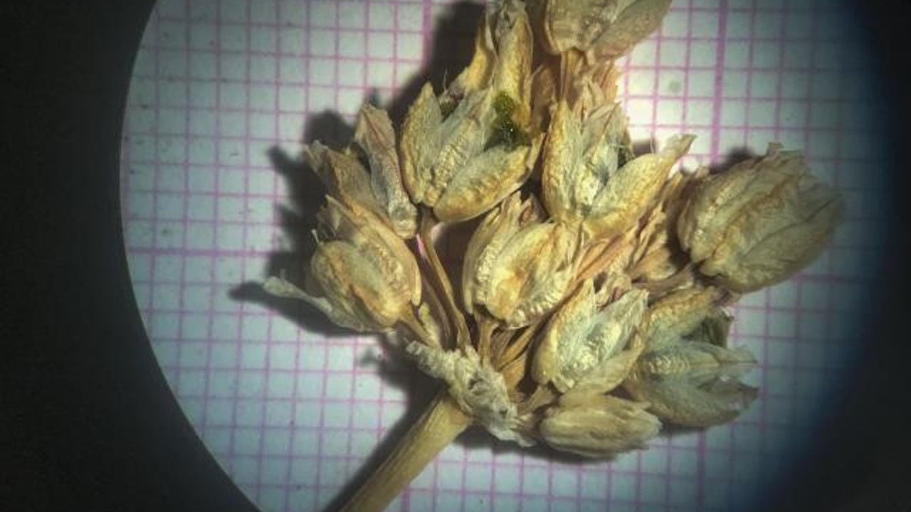 Dünyada sadece Mardin’de var. Daha önce hiç keşfedilmemiş