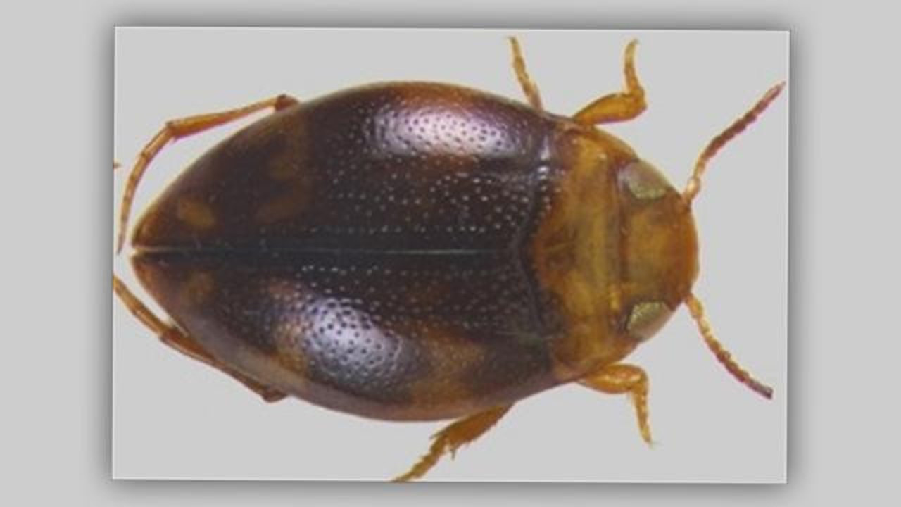 Adıyaman’da yeni böcek türü keşfedildi