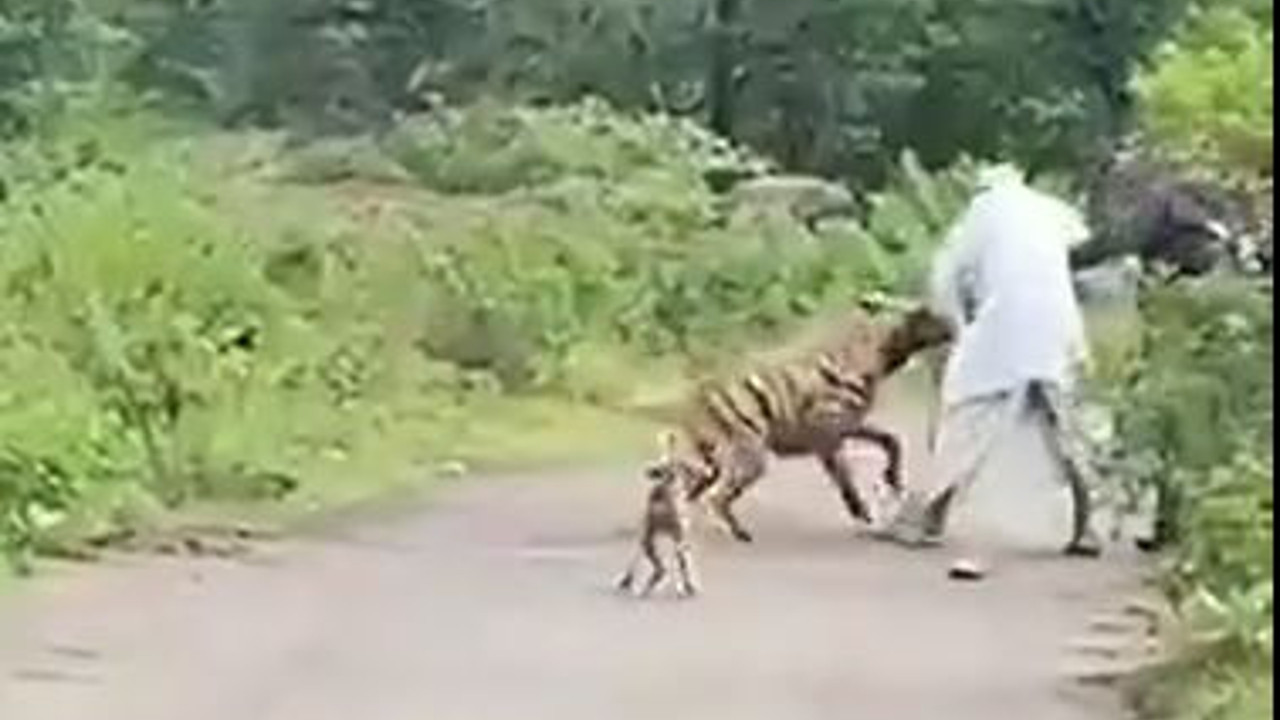 Cesur adam sırtlanı dövüp hayat kurtardı