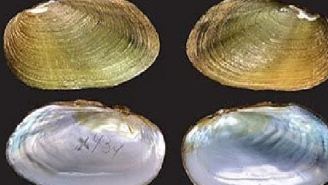 Bilim insanları 94 yıllık aradan sonra keşfetti