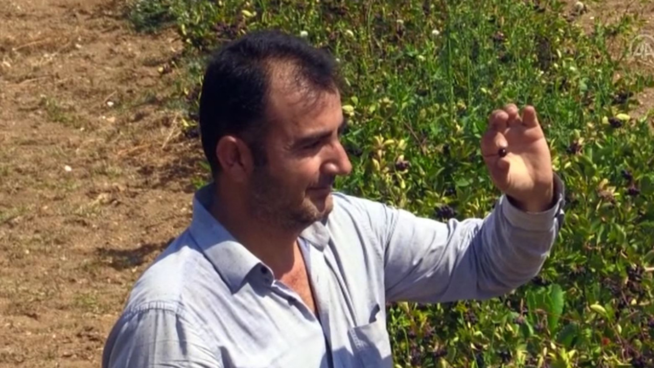 Eşinin sağlığı için yetiştirdi şimdi kilosunu 120 TL'ye satıyor