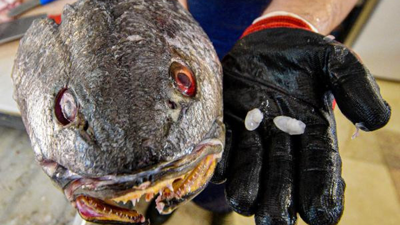 Bu balık lezzeti için değil taşı için satın alınıyor