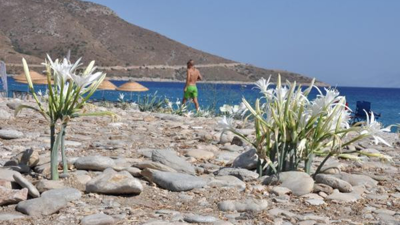 Kum zambakları mevsimi açıldı. Koparana büyük ceza geldi