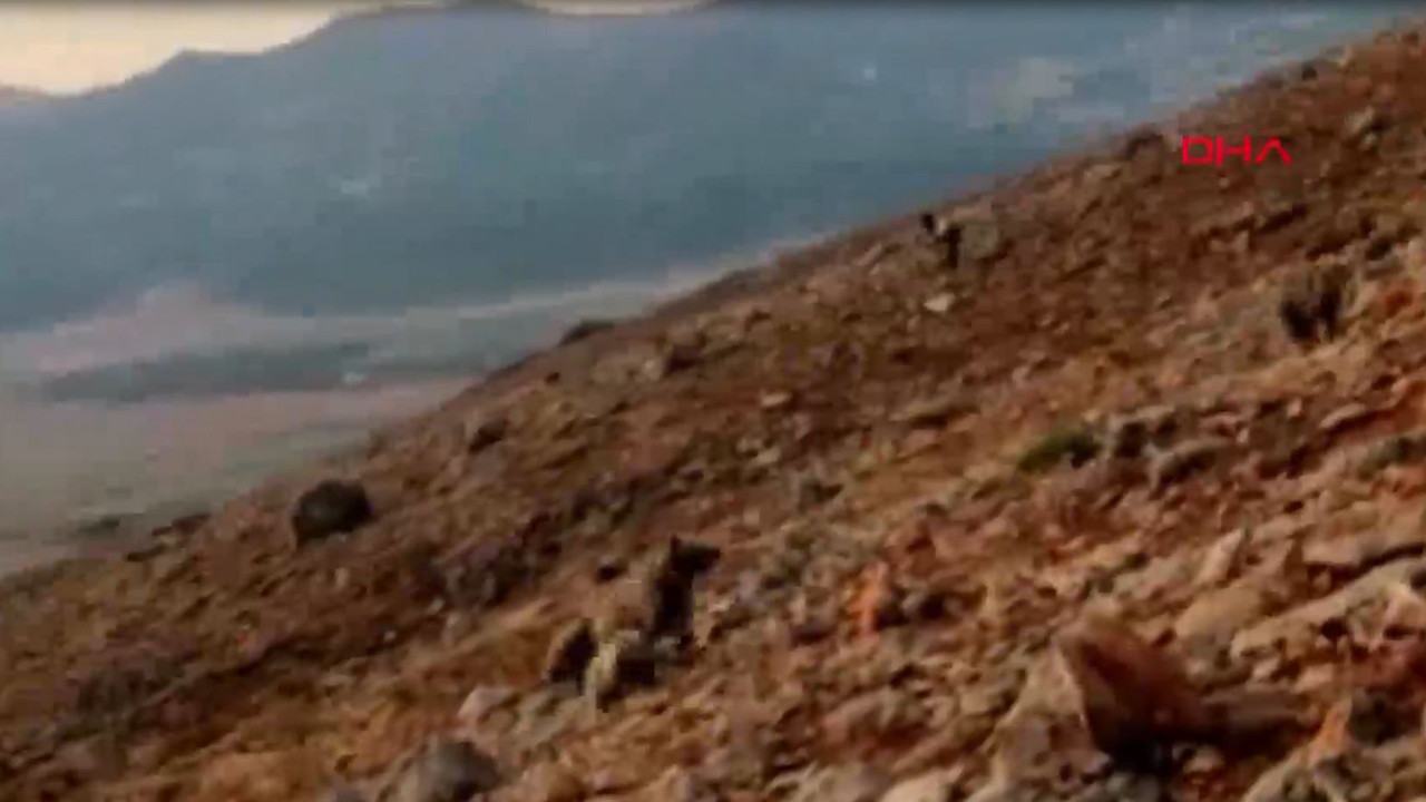 Anne ve yavru ayıların koyun sürüsüne saldırdığı anları saniye saniye kaydetti