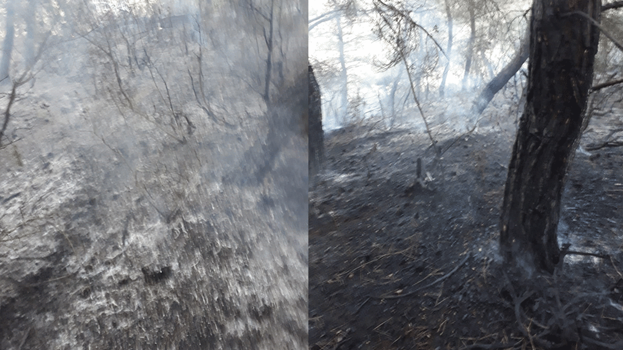 Tekirdağ'da orman yangını