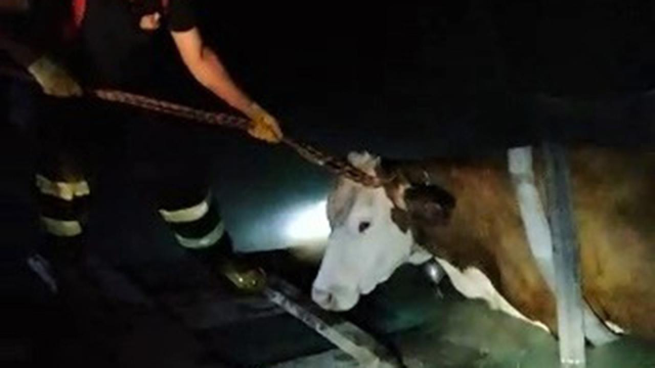 Yangın havuzuna düşen ineğin yardımına itfaiye yetişti