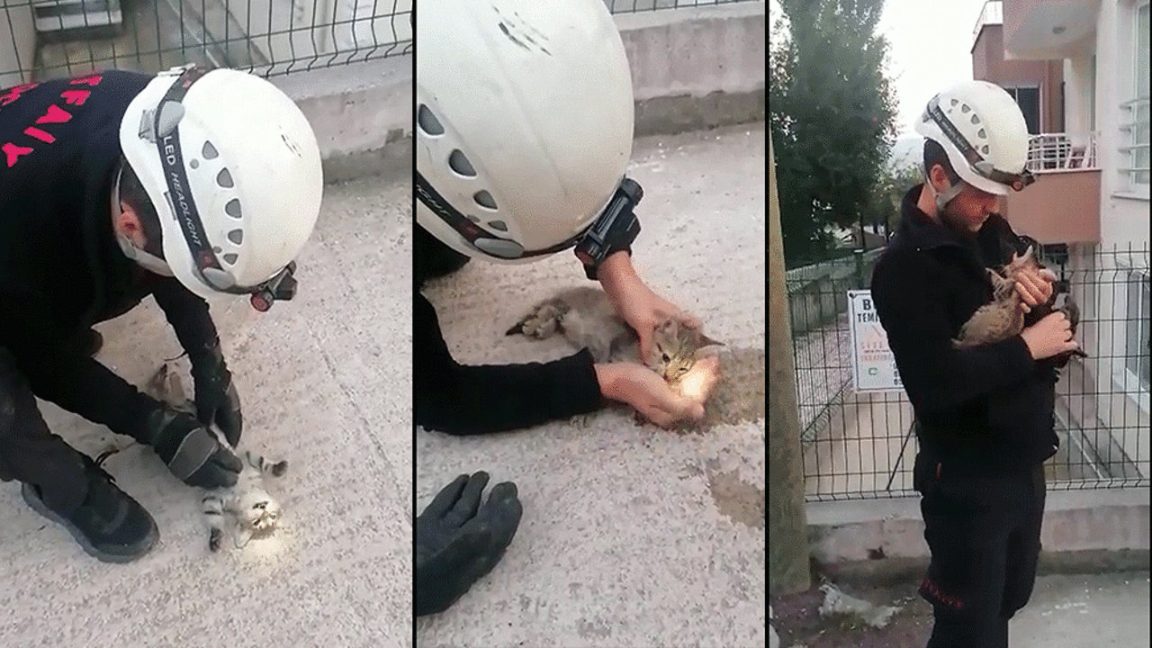 Kalbi duran kedi kalp masajıyla hayata döndü