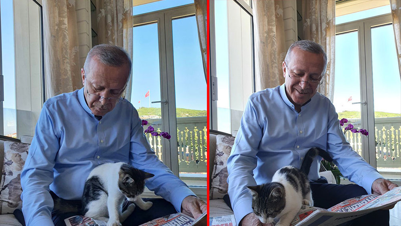 Erdoğan, torununun kedisiyle fotoğrafını paylaştı