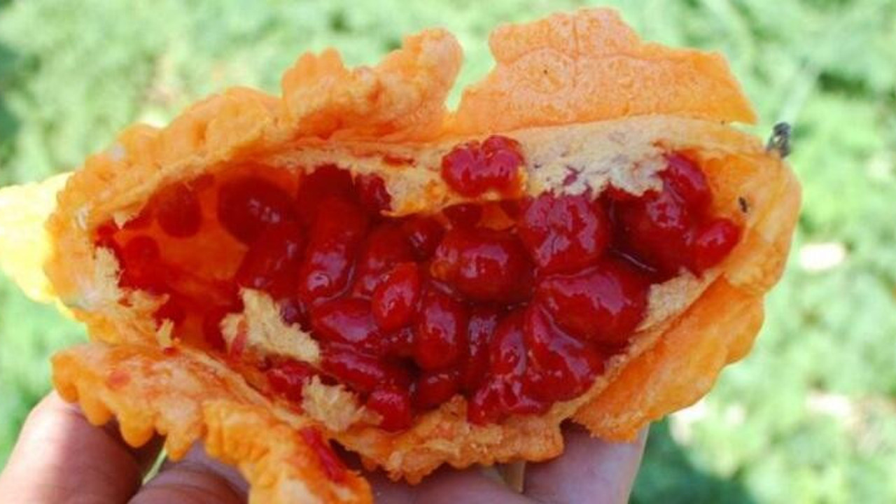 Çekirdeği zehir saçıyor meyvesi şifa kaynağı