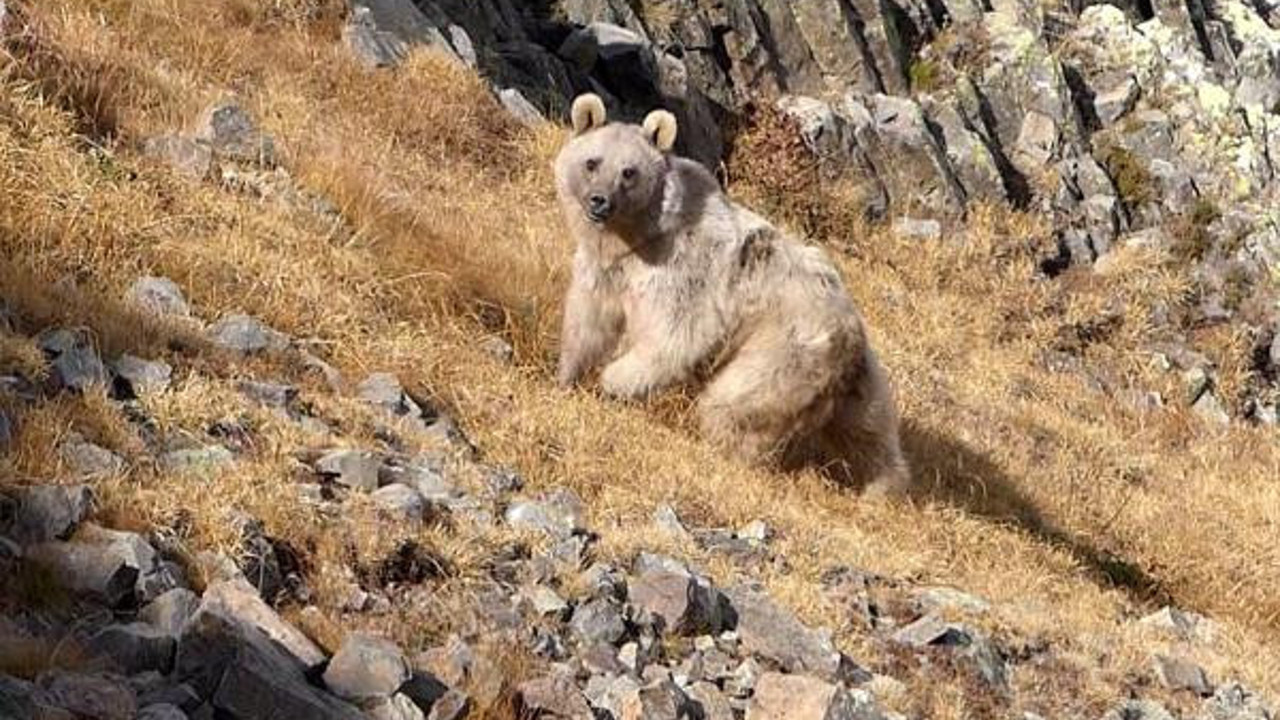 Profesörün boz ayıyla olan tatlı savaşı bitmiyor