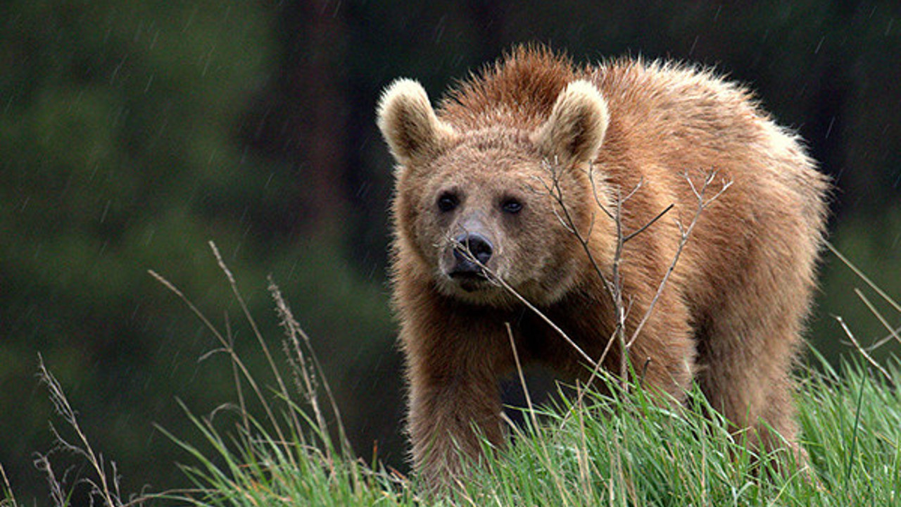 Japonya’da şehre inen ayılara karşı ilginç yöntem