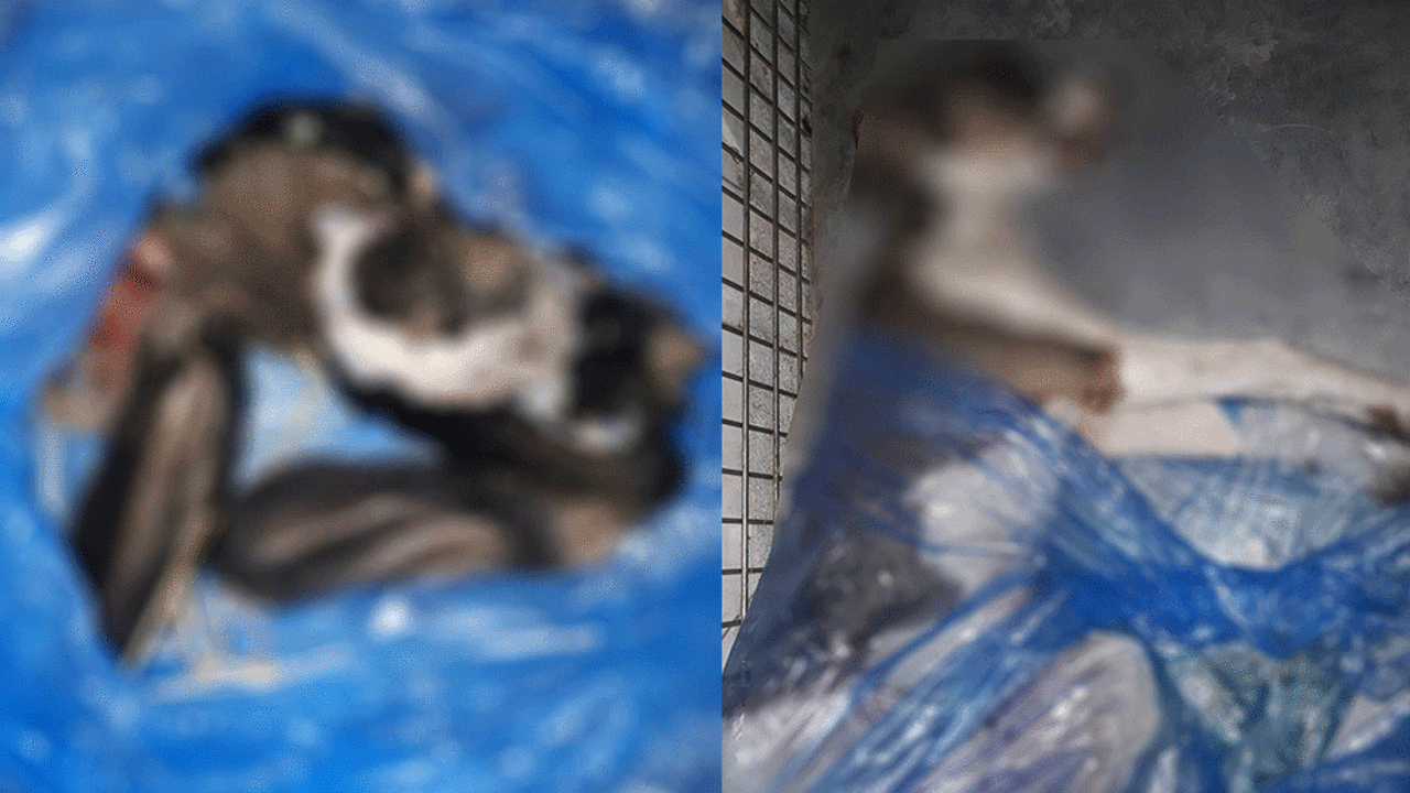 4 yavru köpek vahşice katledildi