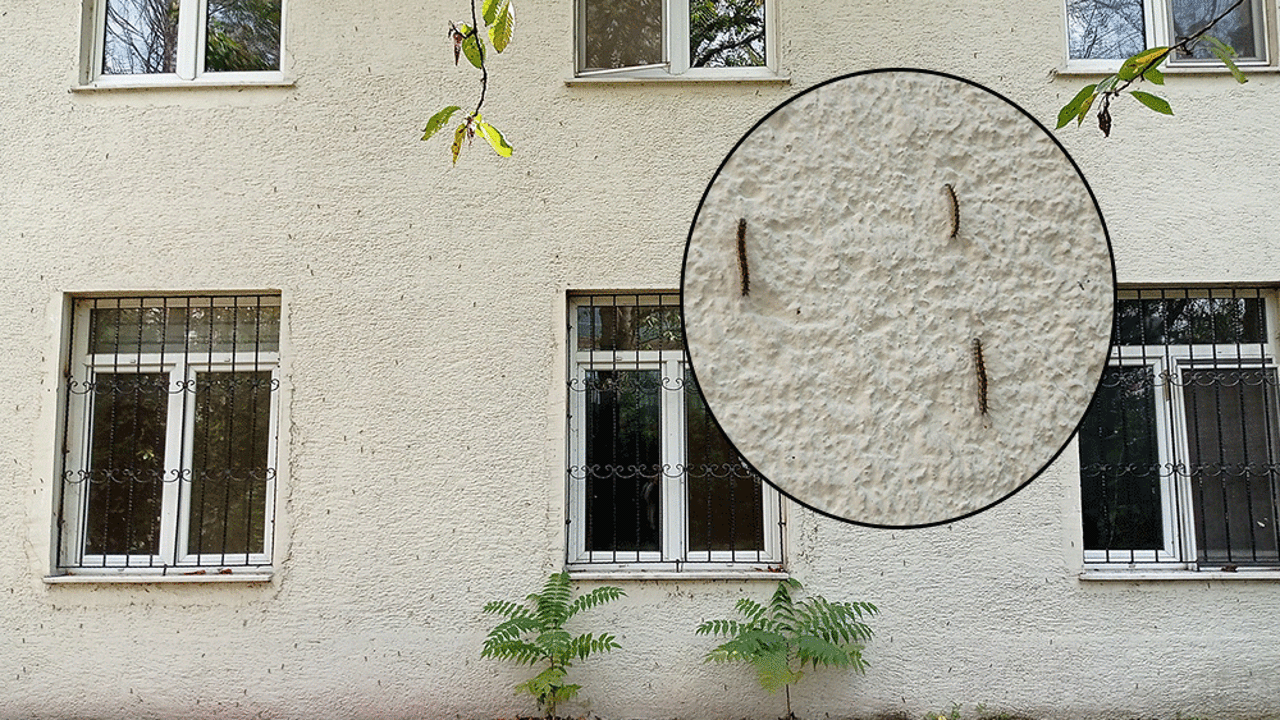 Kenti adeta sardılar