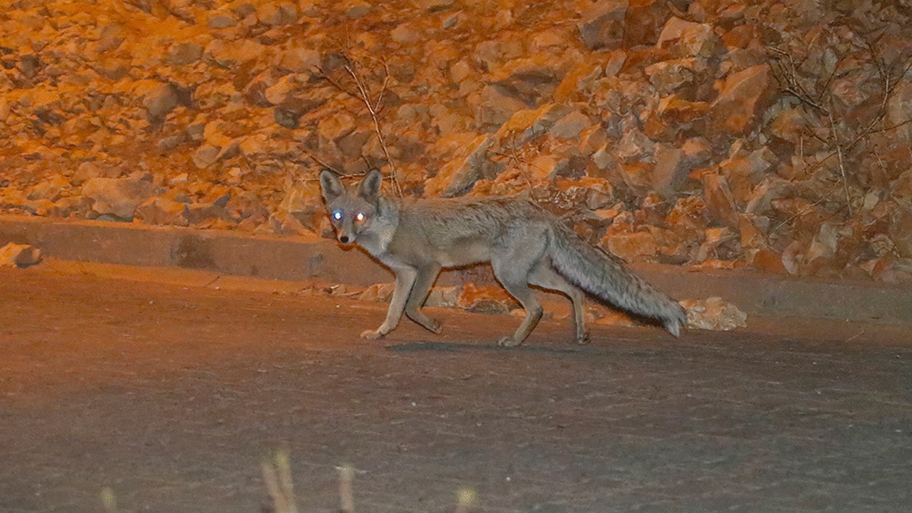 Mardin'de tilkiler sokaklara indi