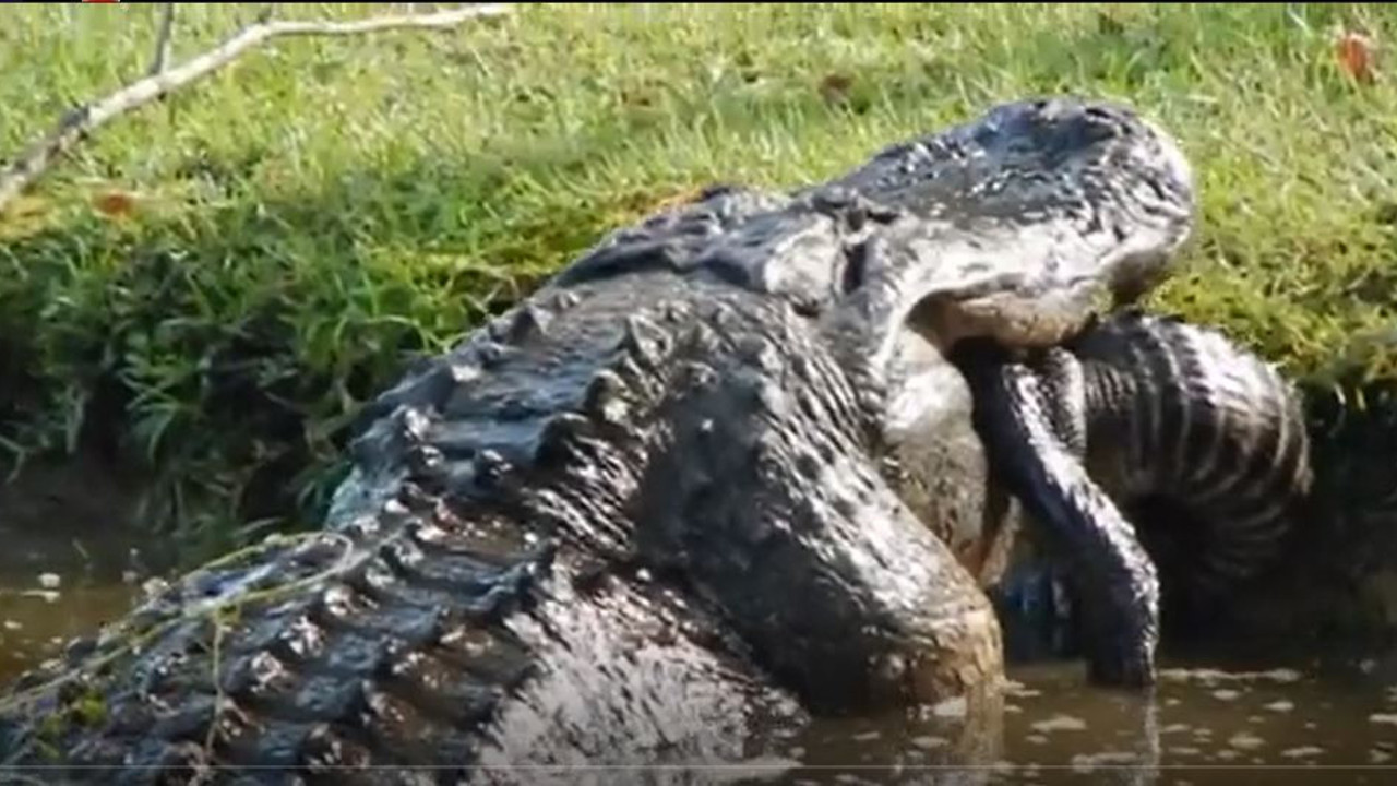 Yamyam timsah 1.8 metrelik timsahı tek hamlede yuttu