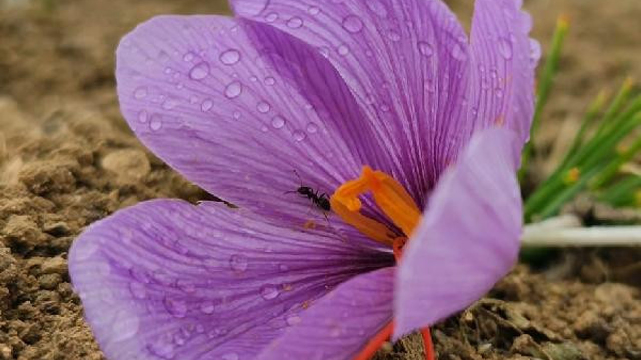 Hasadına başlanan safranın kilosu 60 bin TL