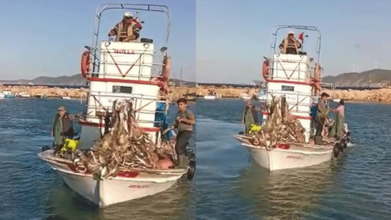 Yunus balıkları balıkçıyı zengin etti! Teknede lüfer koyacak yer kalmadı