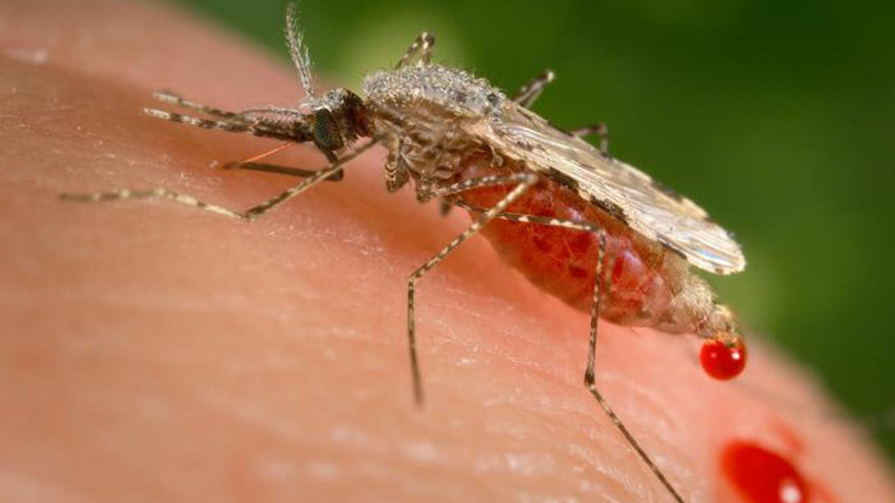 Sivrisineklerin ölümcül virüs testi pozitif çıktı