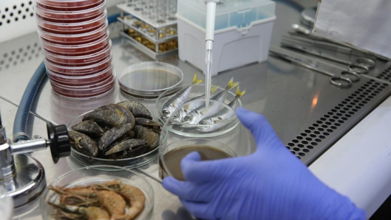 Deniz salyası gitti ama kabusu sofralarımıza geliyor