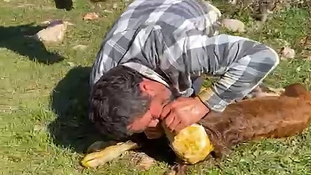 Nefessiz kalan buzağıyı suni teneffüsle hayata döndürdü